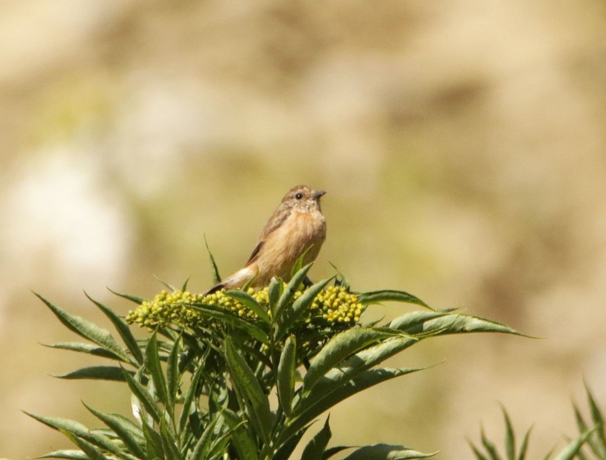 Siberian Stonechat - Meruva Naga Rajesh