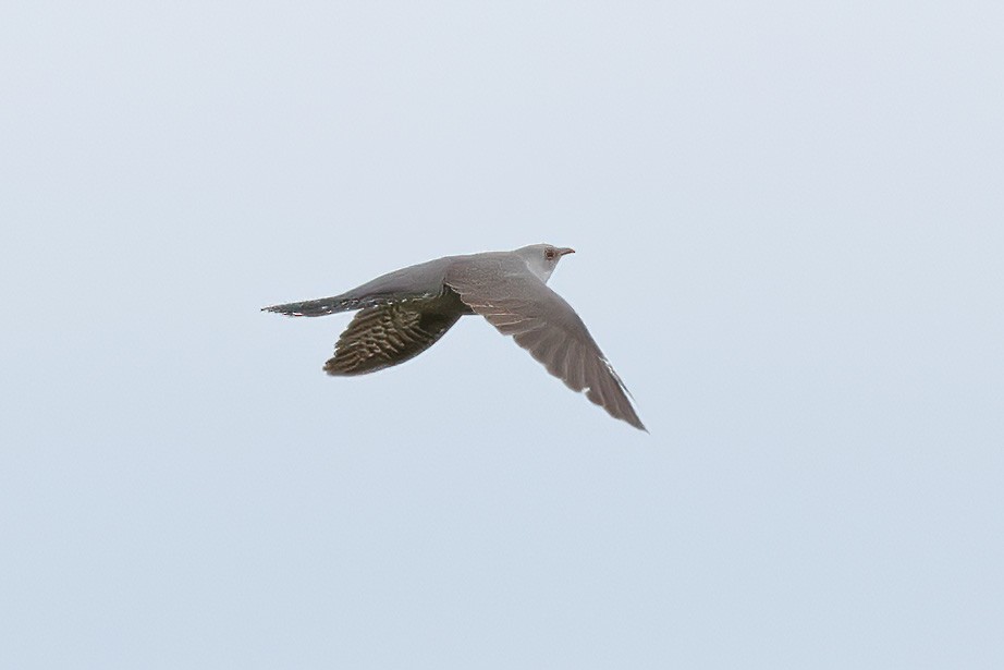 Common Cuckoo - Dave Curtis