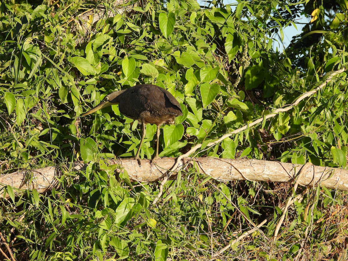 Bare-throated Tiger-Heron - Susan Thome-Barrett