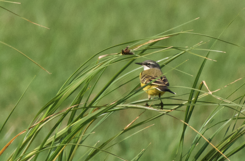 Western Yellow Wagtail - ML619611798