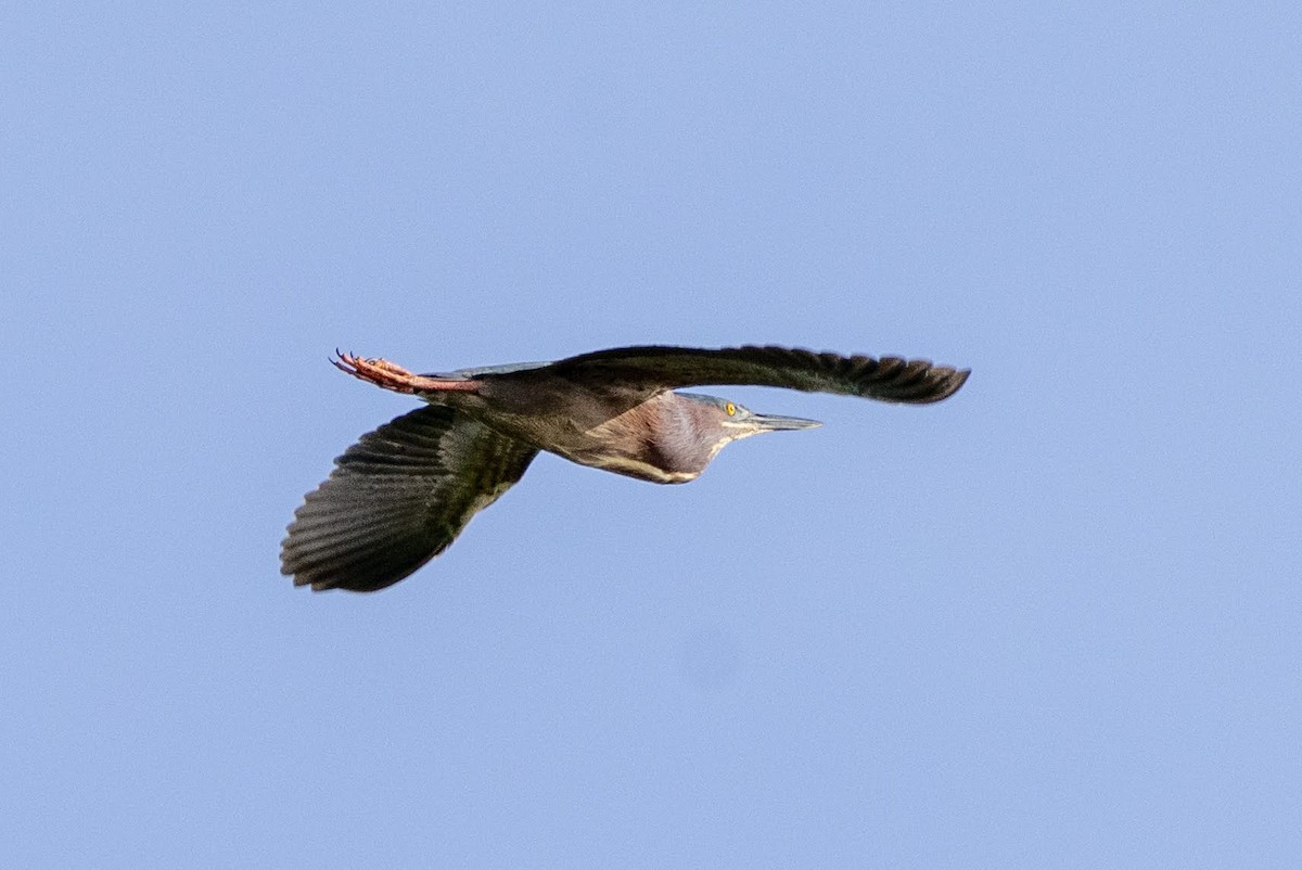 Green Heron - ML619611799