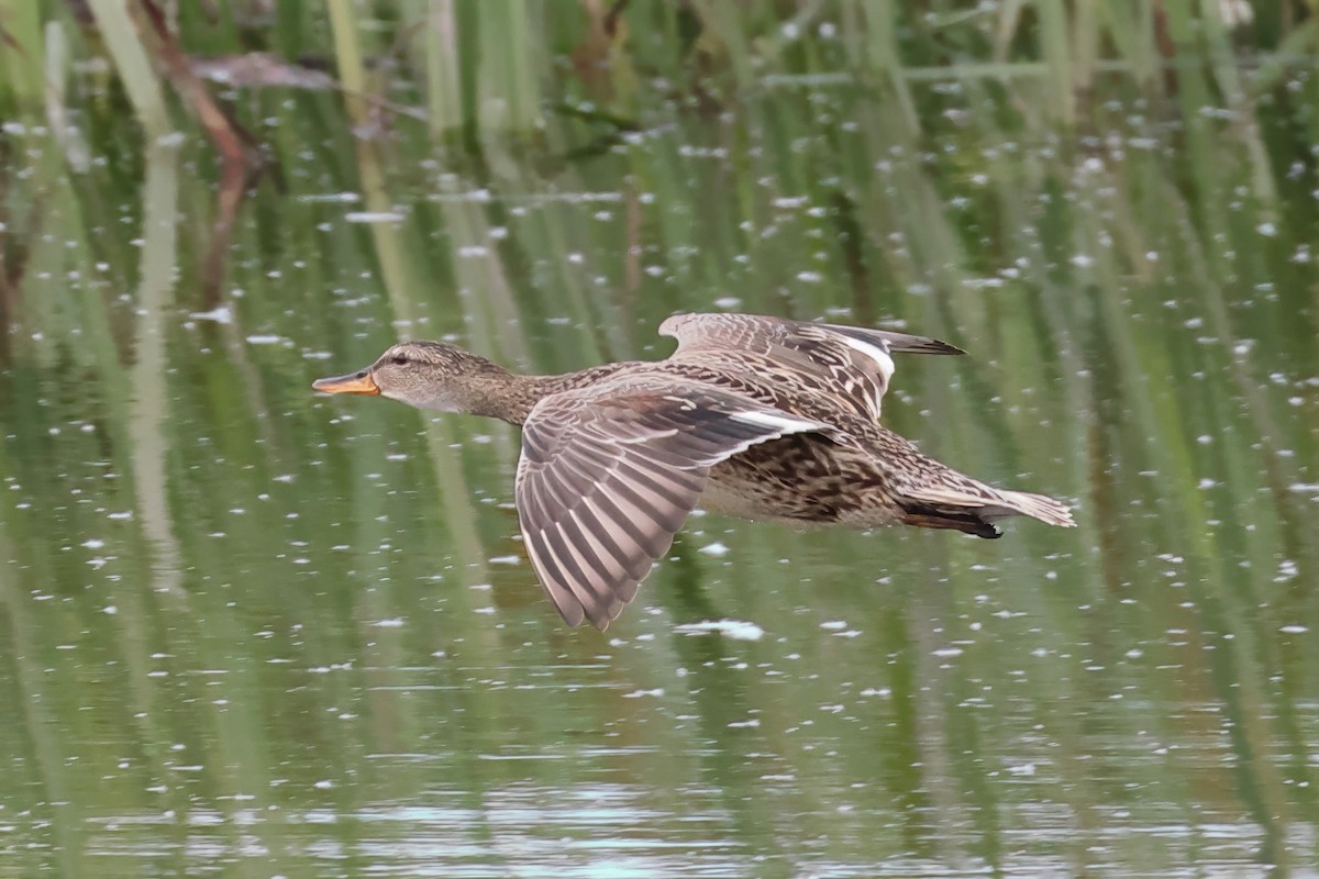 Gadwall - ML619611800