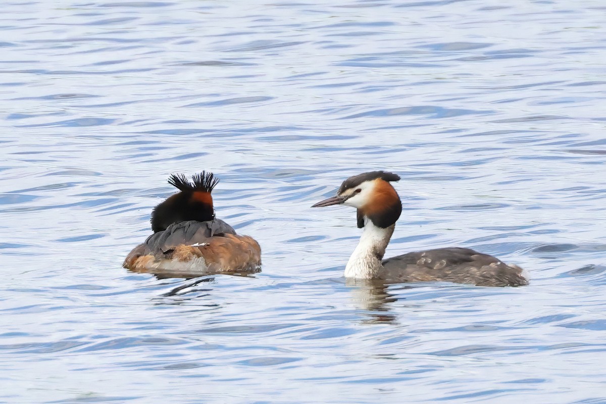 Great Crested Grebe - ML619611803