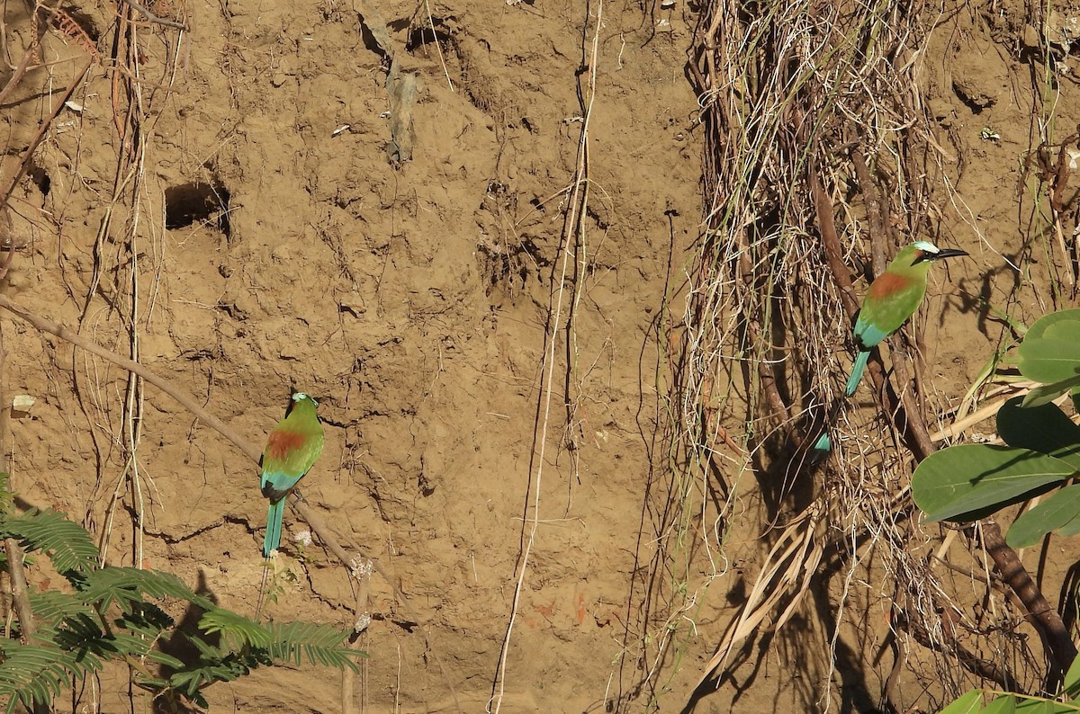 Turquoise-browed Motmot - Susan Thome-Barrett