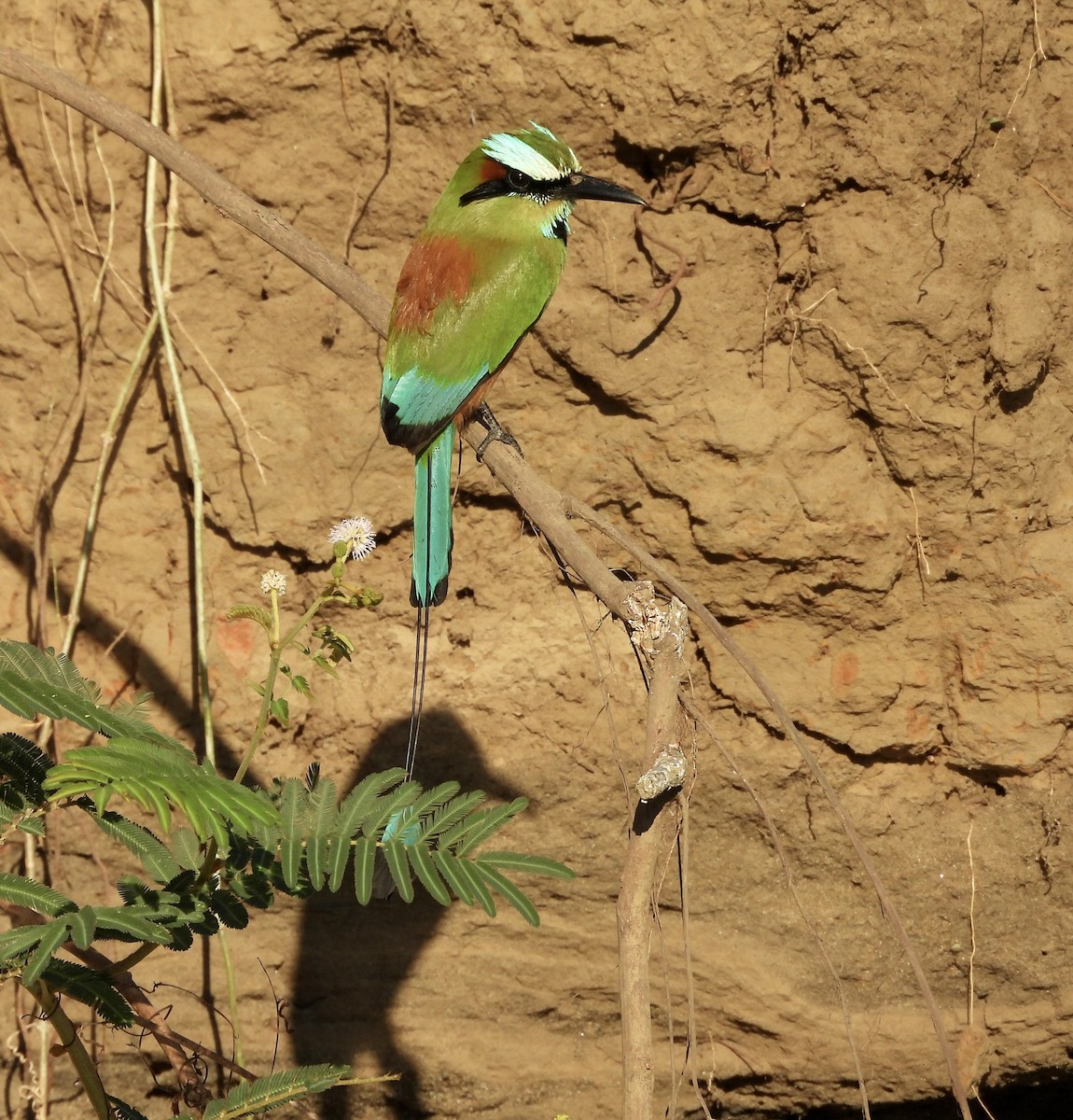 Turquoise-browed Motmot - ML619611821