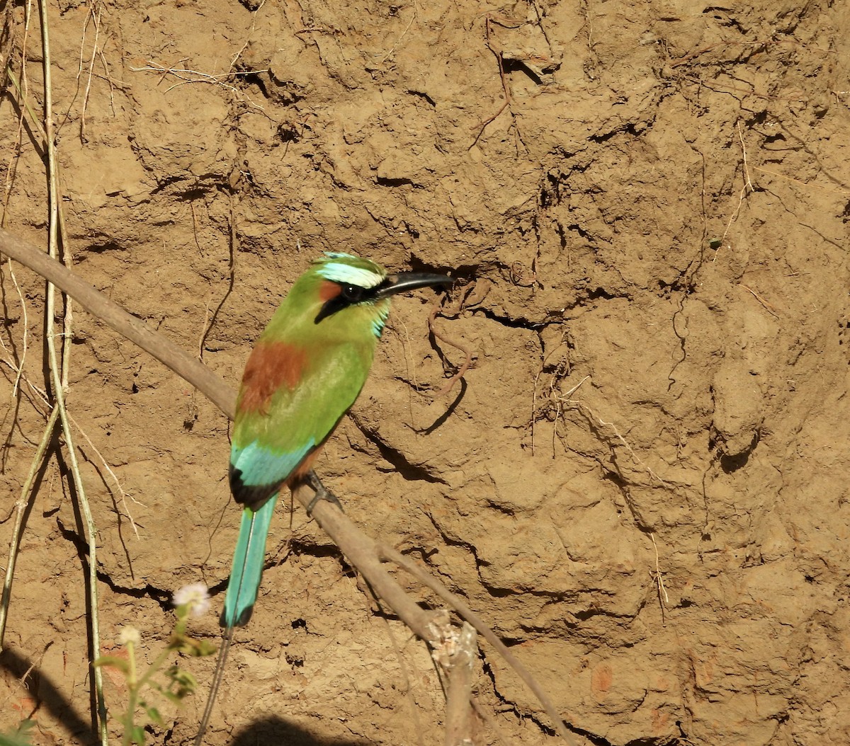 Turquoise-browed Motmot - ML619611822