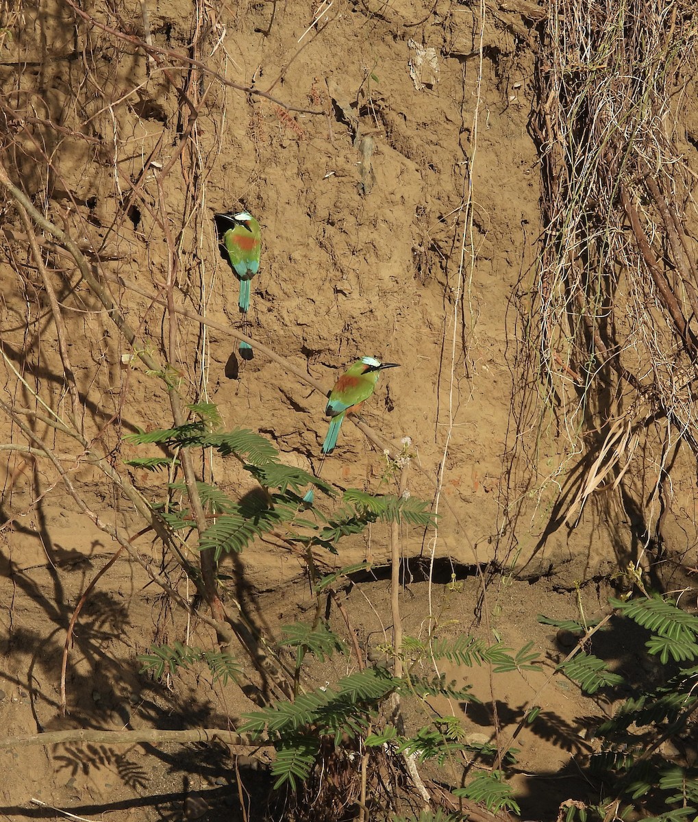 Turquoise-browed Motmot - Susan Thome-Barrett