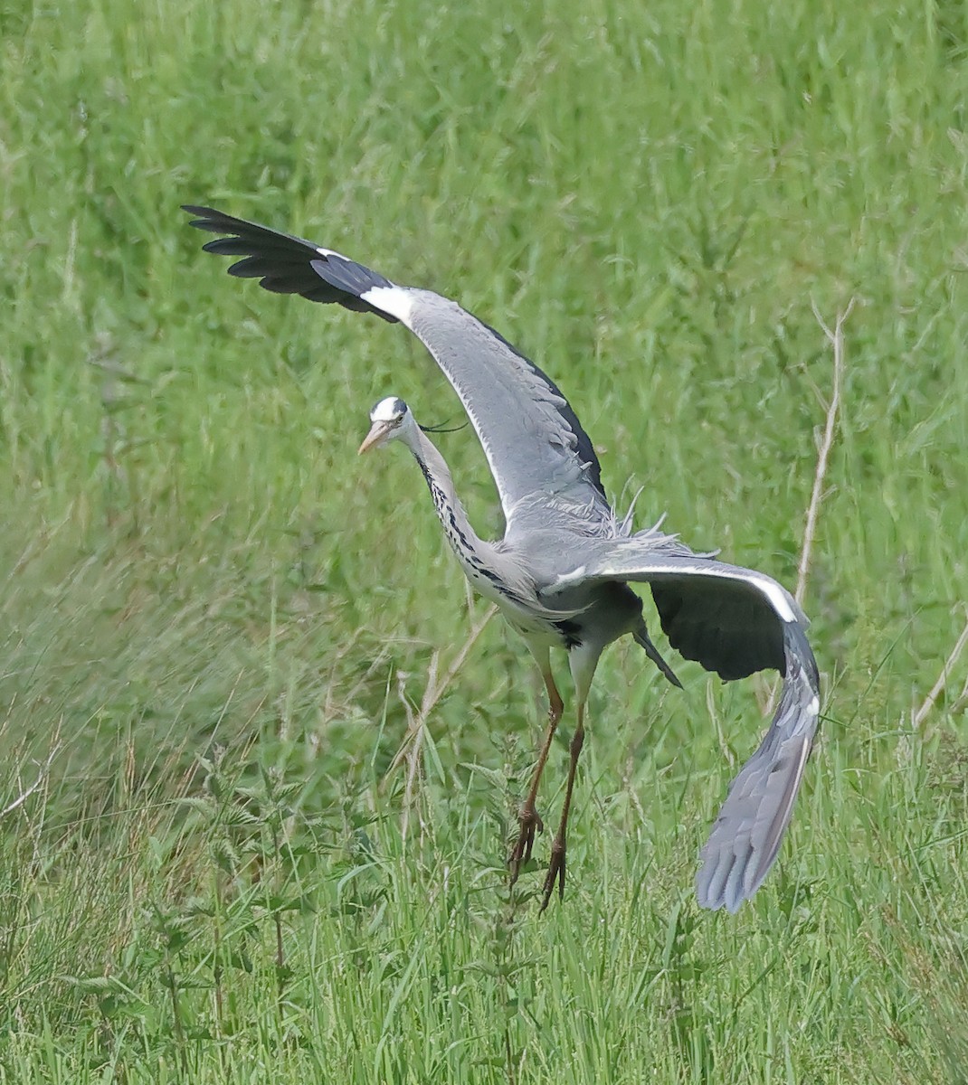 Gray Heron - Dave Curtis