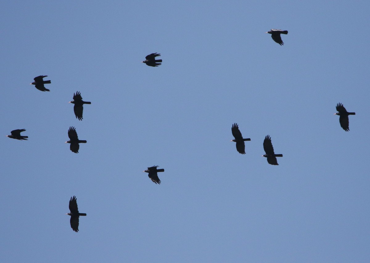 Red-billed Chough - ML619611826