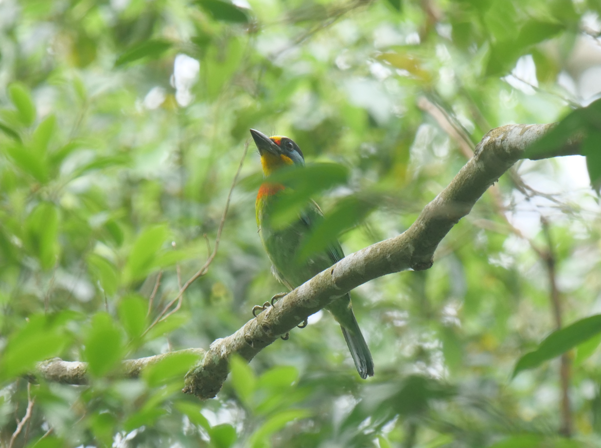 Taiwan Barbet - ML619611828