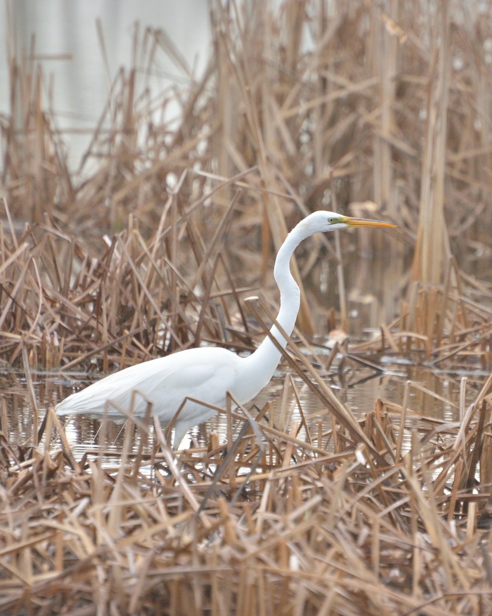 Great Egret - Guillaume Charette