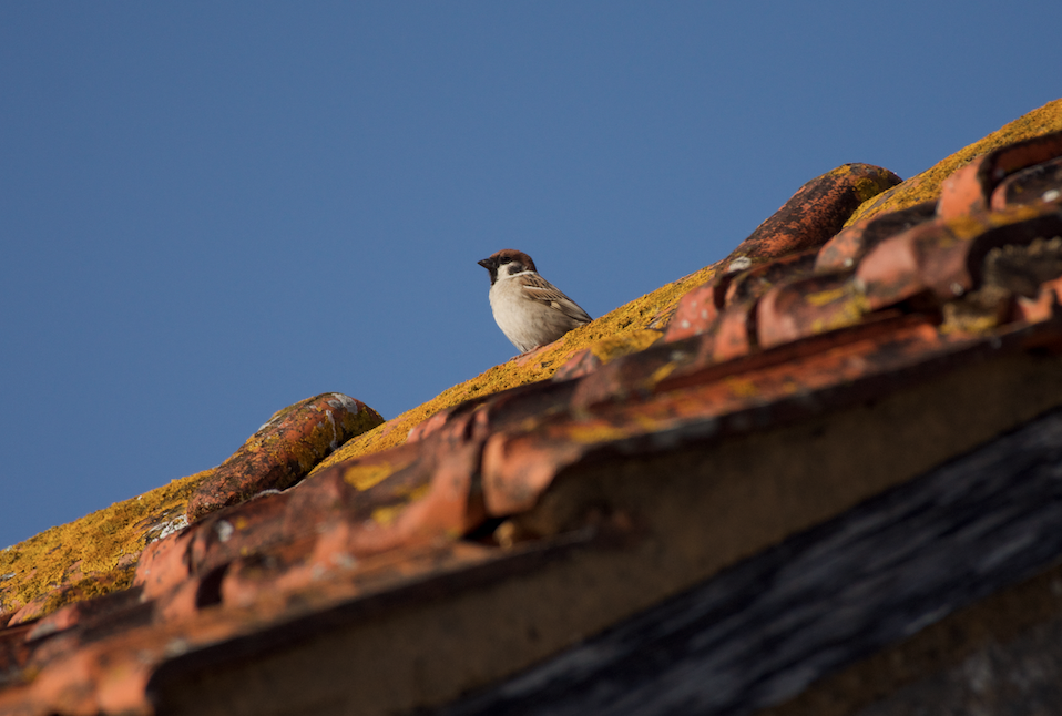 Eurasian Tree Sparrow - ML619611830