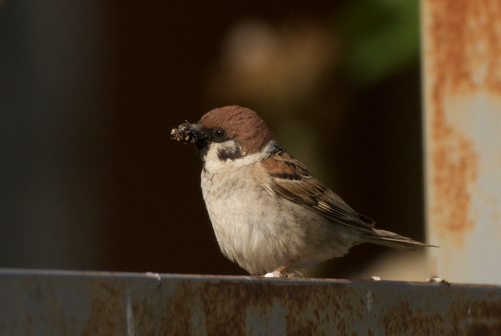 Eurasian Tree Sparrow - Clay Wade II