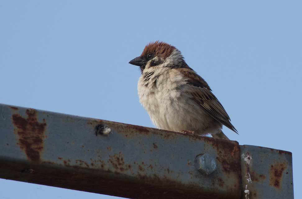 Eurasian Tree Sparrow - Clay Wade II