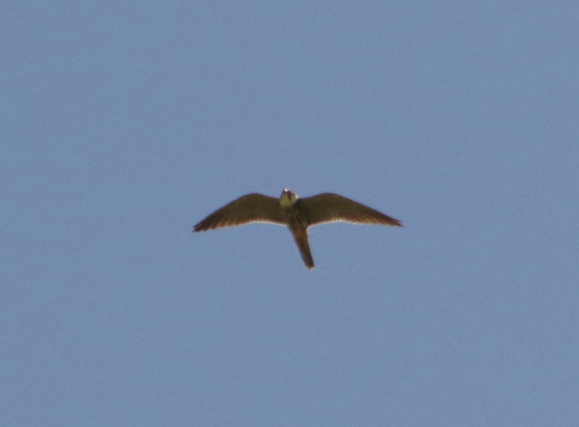 Eurasian Hobby - Meruva Naga Rajesh