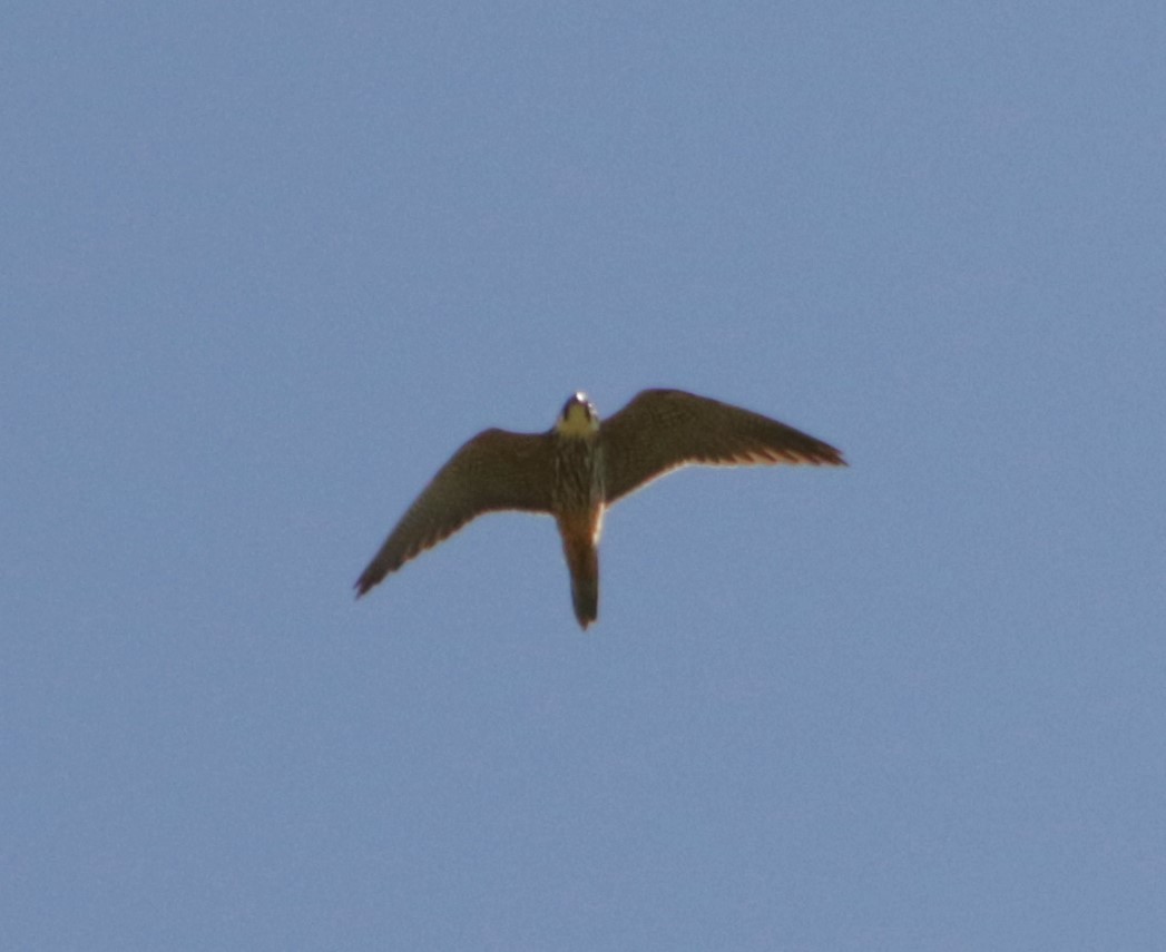 Eurasian Hobby - Meruva Naga Rajesh