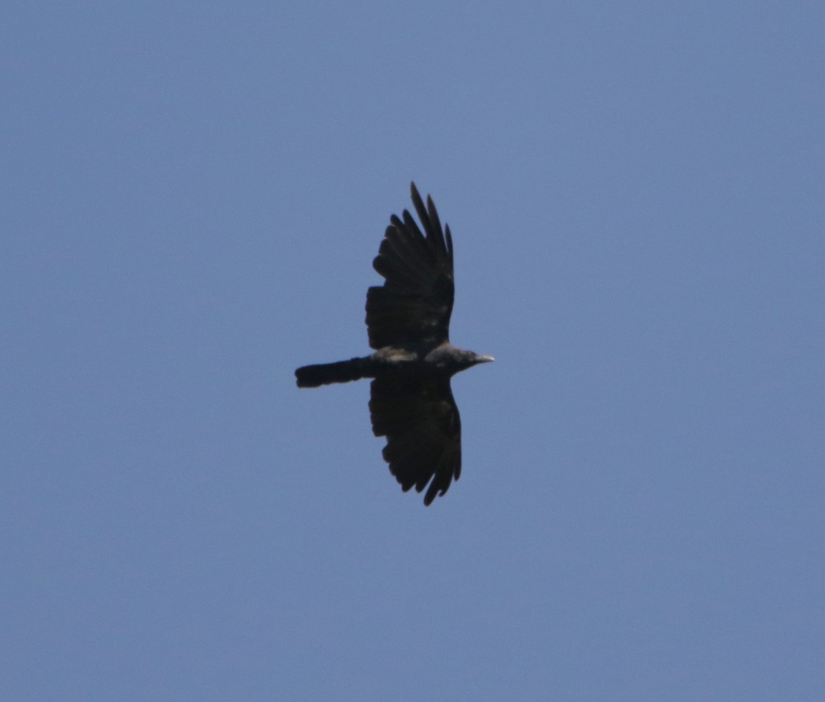 Large-billed Crow - Meruva Naga Rajesh