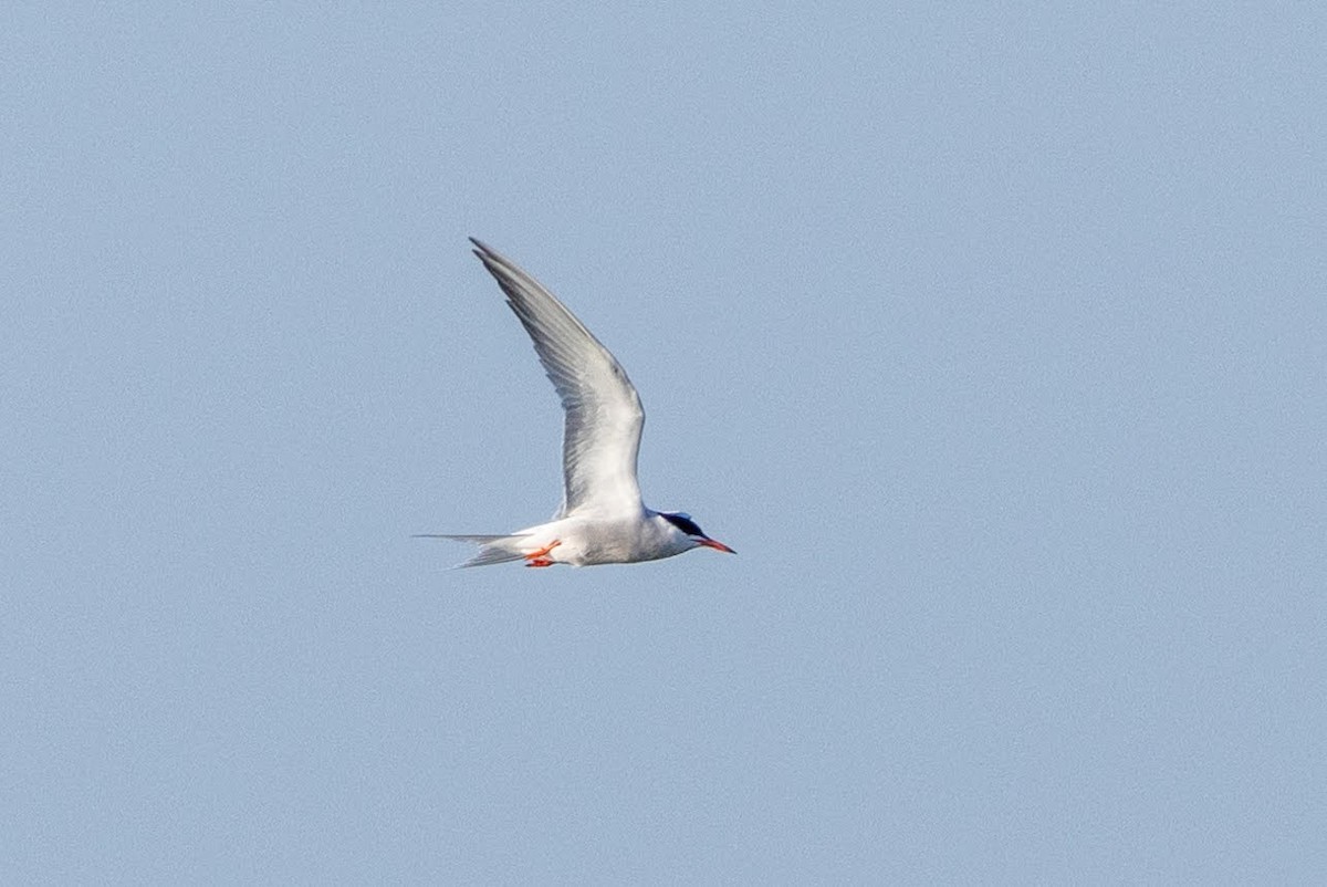 Common Tern - Stinky Bird