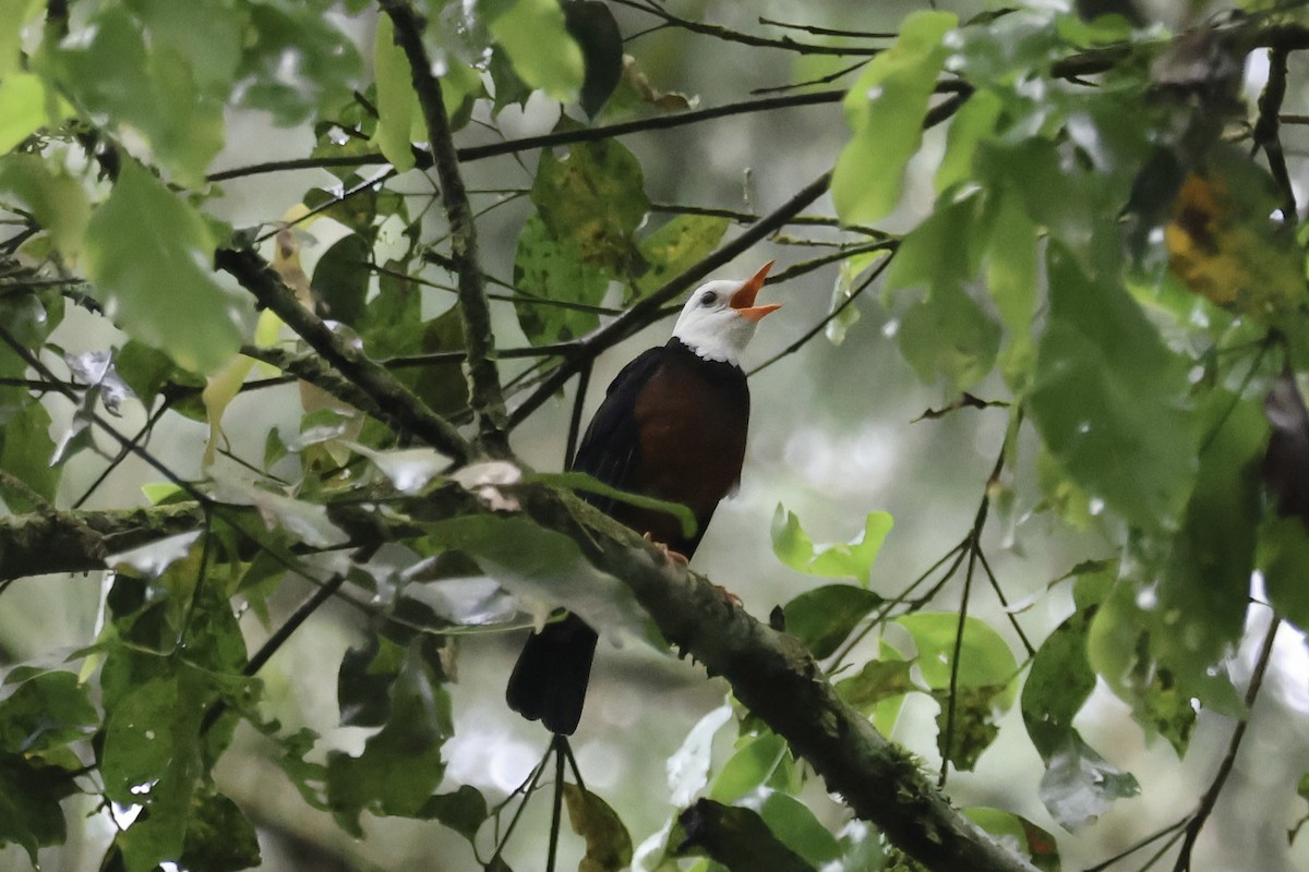 Taiwan Thrush - RIIO LU