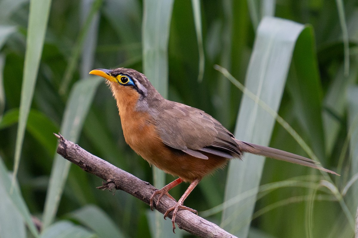 Lesser Ground-Cuckoo - ML619611856