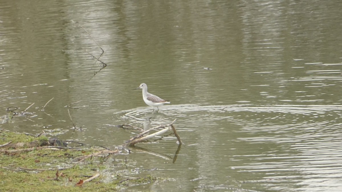 Common Greenshank - ML619611860