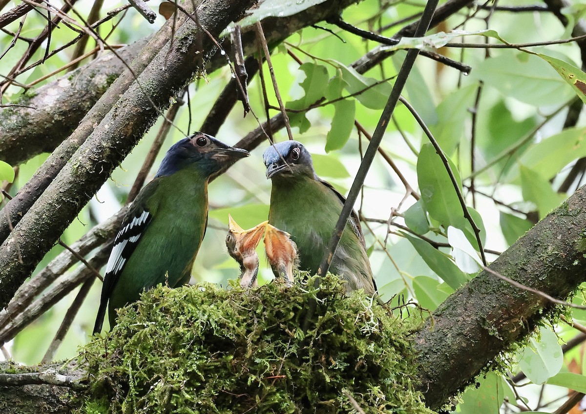 Green Cochoa - suwanna mookachonpan