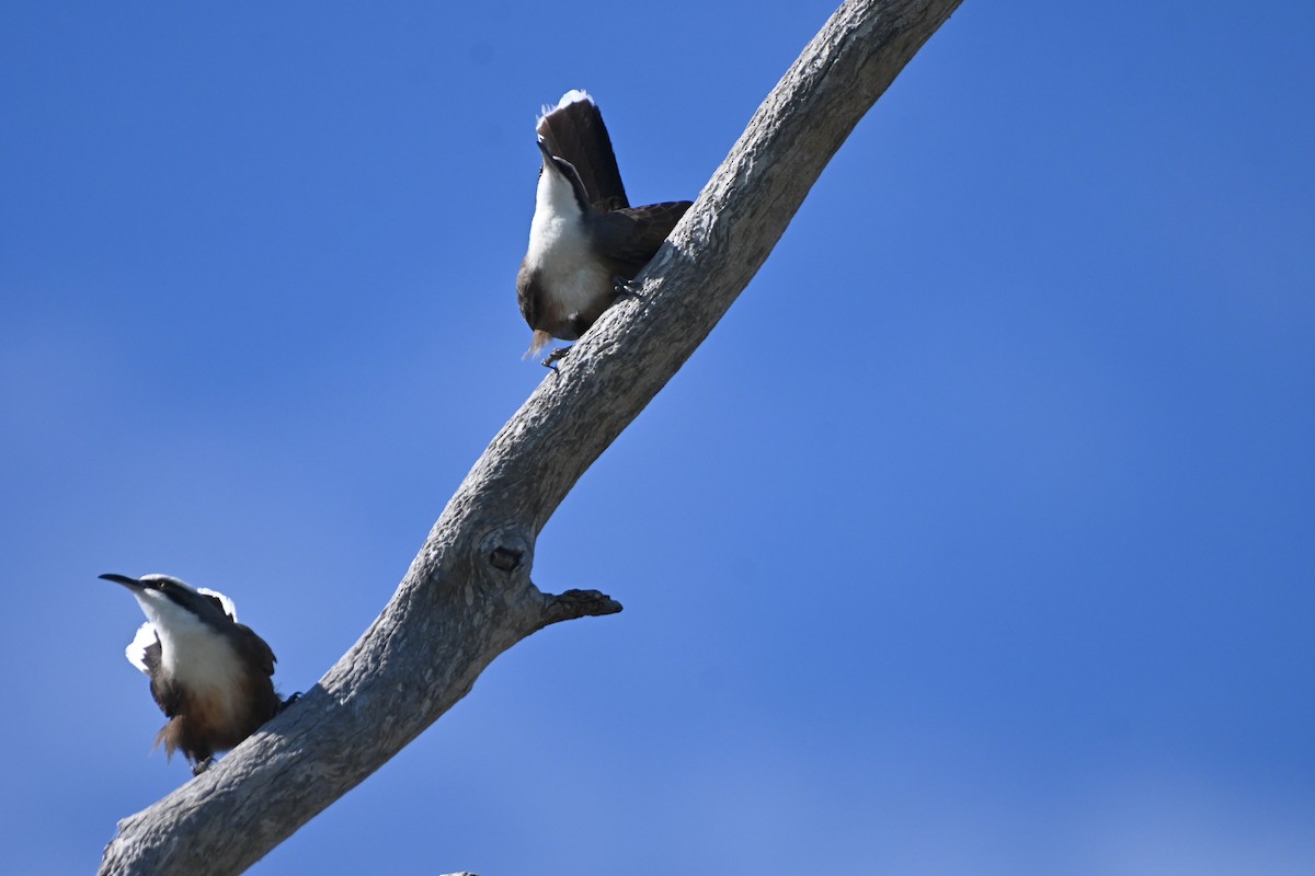 Gray-crowned Babbler - Hitomi Ward