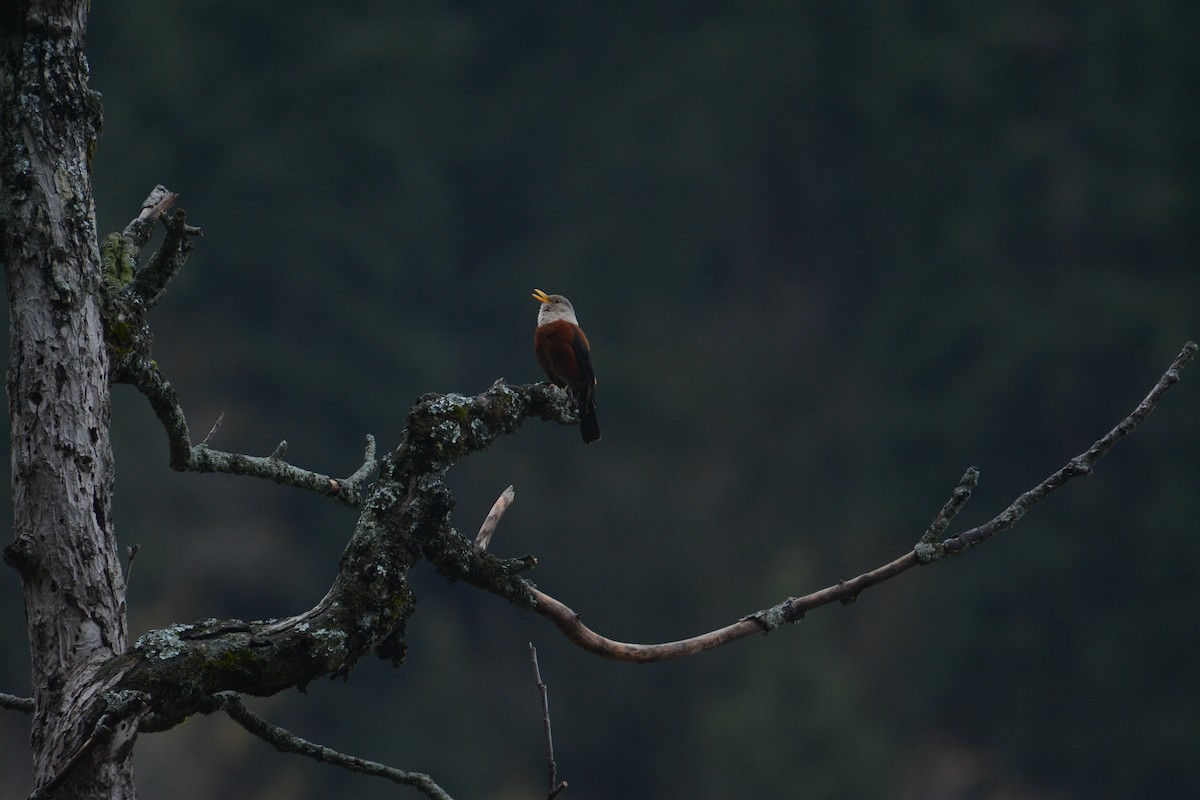 Chestnut Thrush - Azan Karam