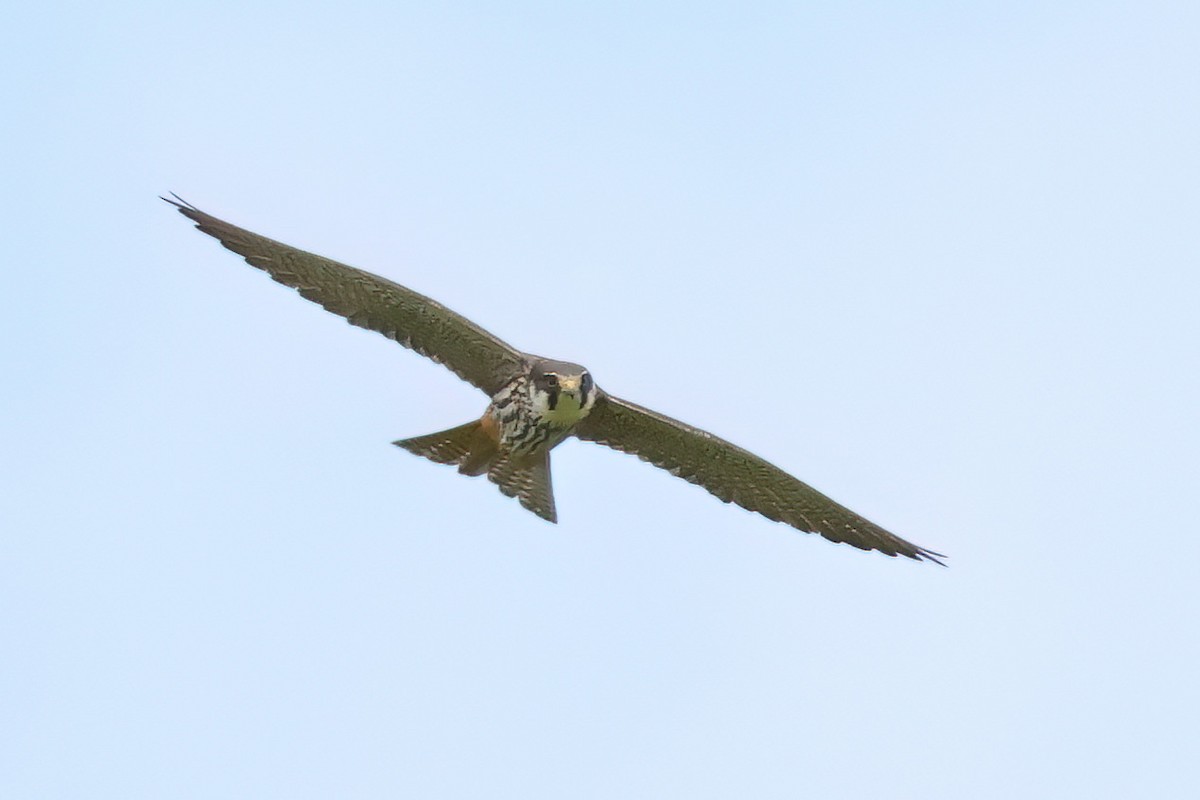 Eurasian Hobby - ML619611878