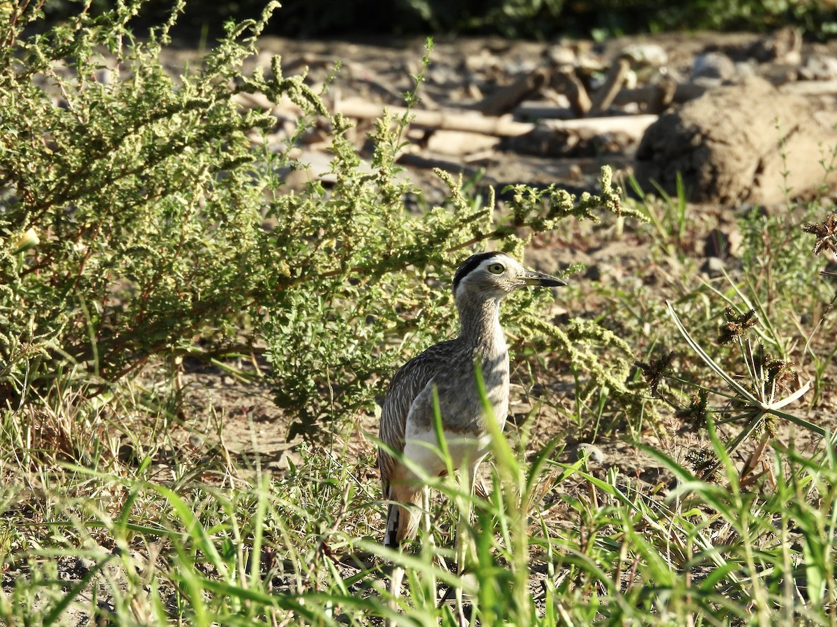 Double-striped Thick-knee - ML619611887