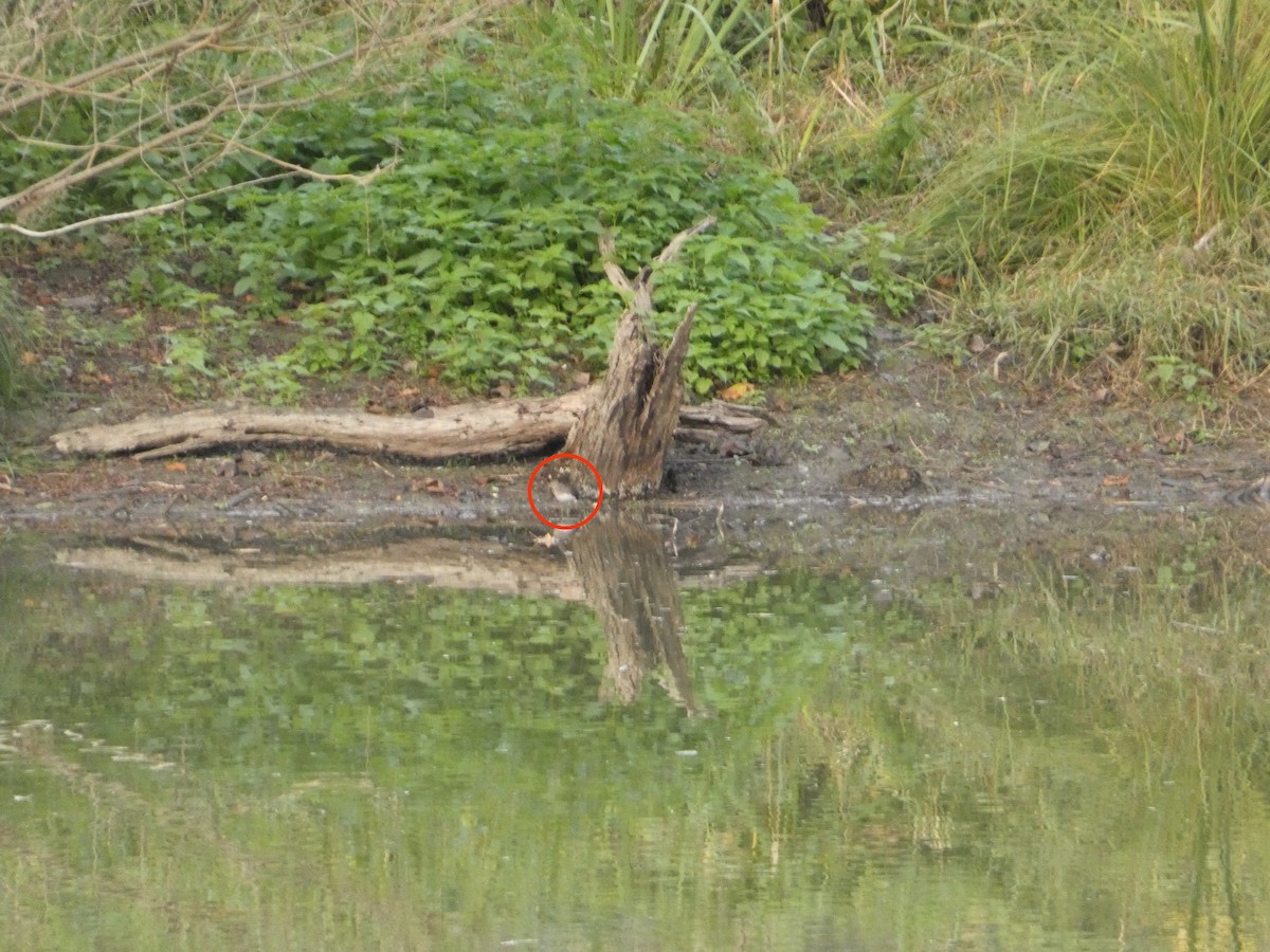 Wood Sandpiper - Михаило Тепавчевић