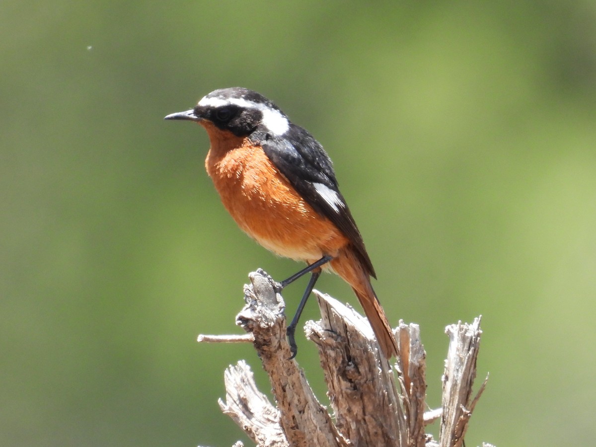 Moussier's Redstart - ML619611889