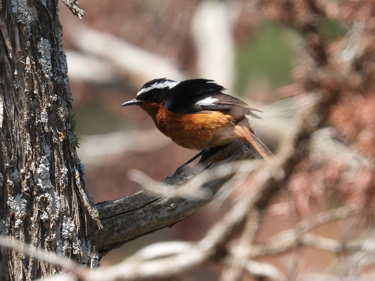 Moussier's Redstart - Simon Bradfield