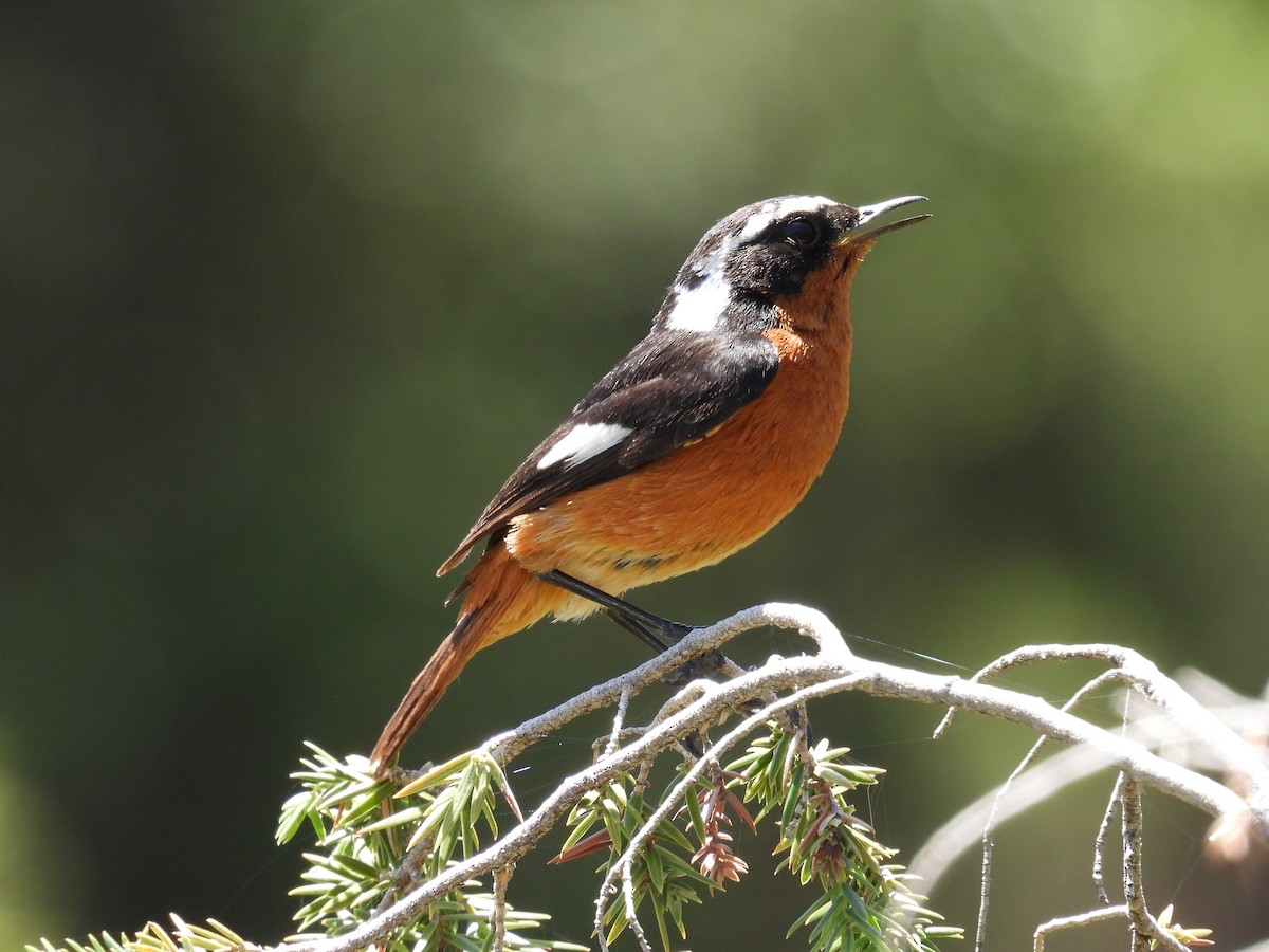 Moussier's Redstart - ML619611893