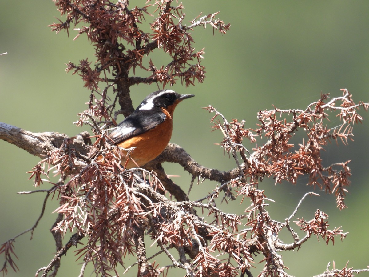 Moussier's Redstart - Simon Bradfield