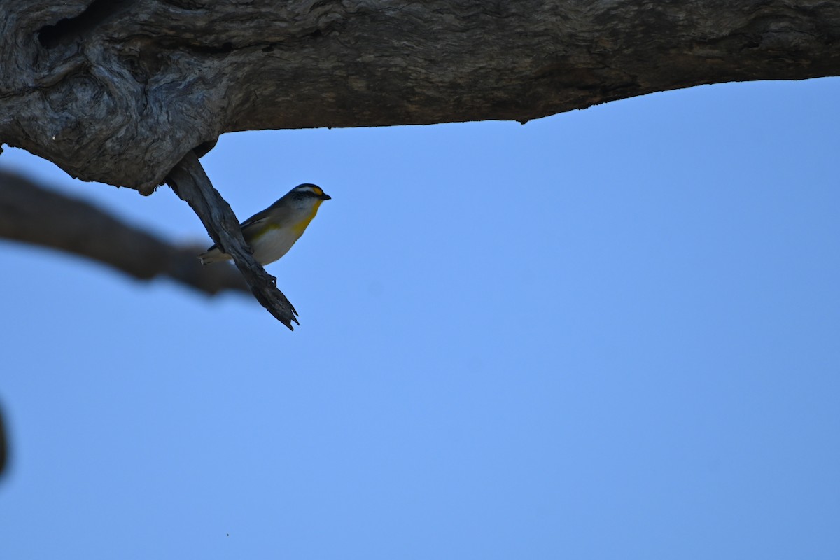 Streifenpanthervogel - ML619611896