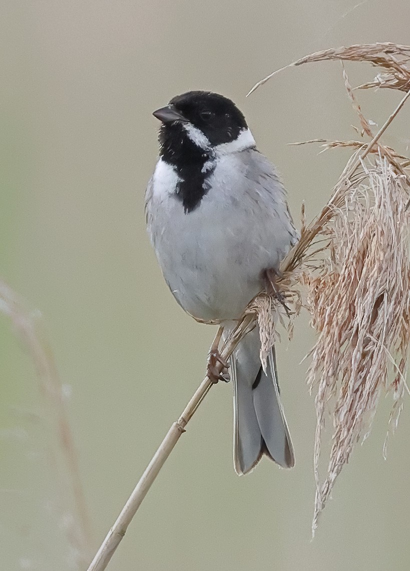 Reed Bunting - Dave Curtis