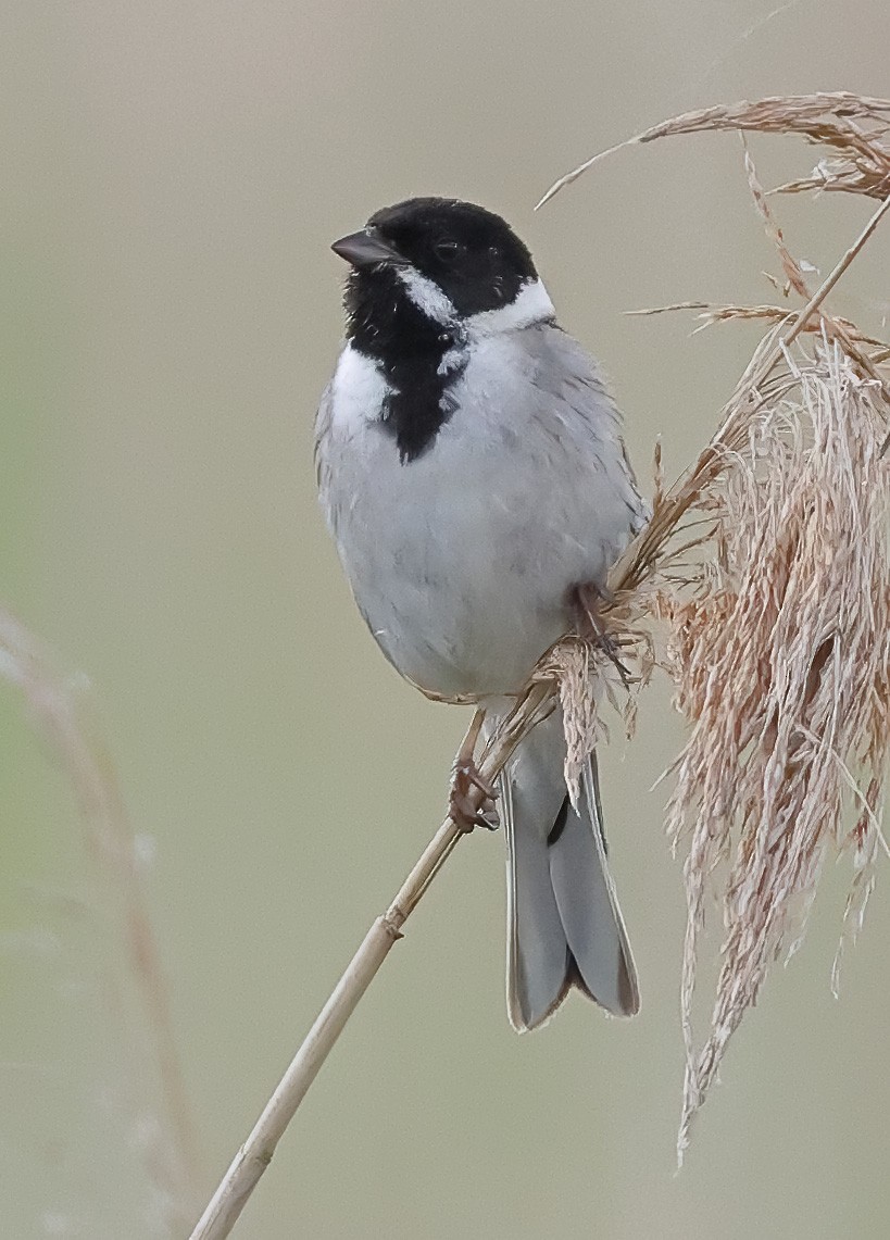 Reed Bunting - ML619611906