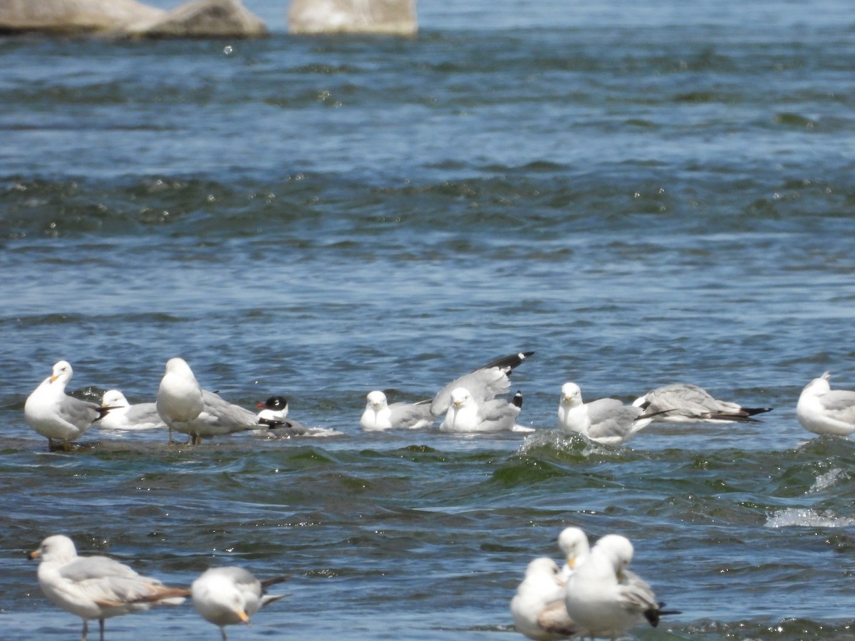 Ring-billed Gull - ML619611907