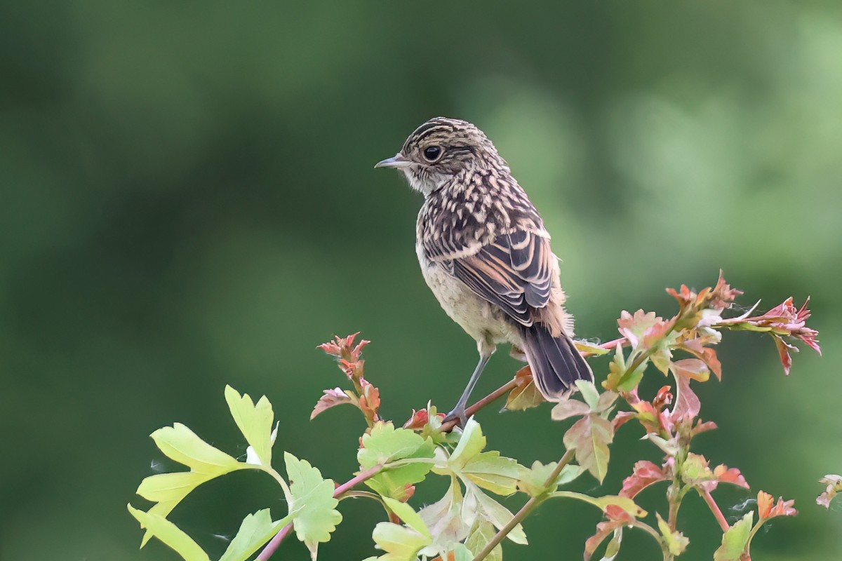 European Stonechat - Dave Curtis