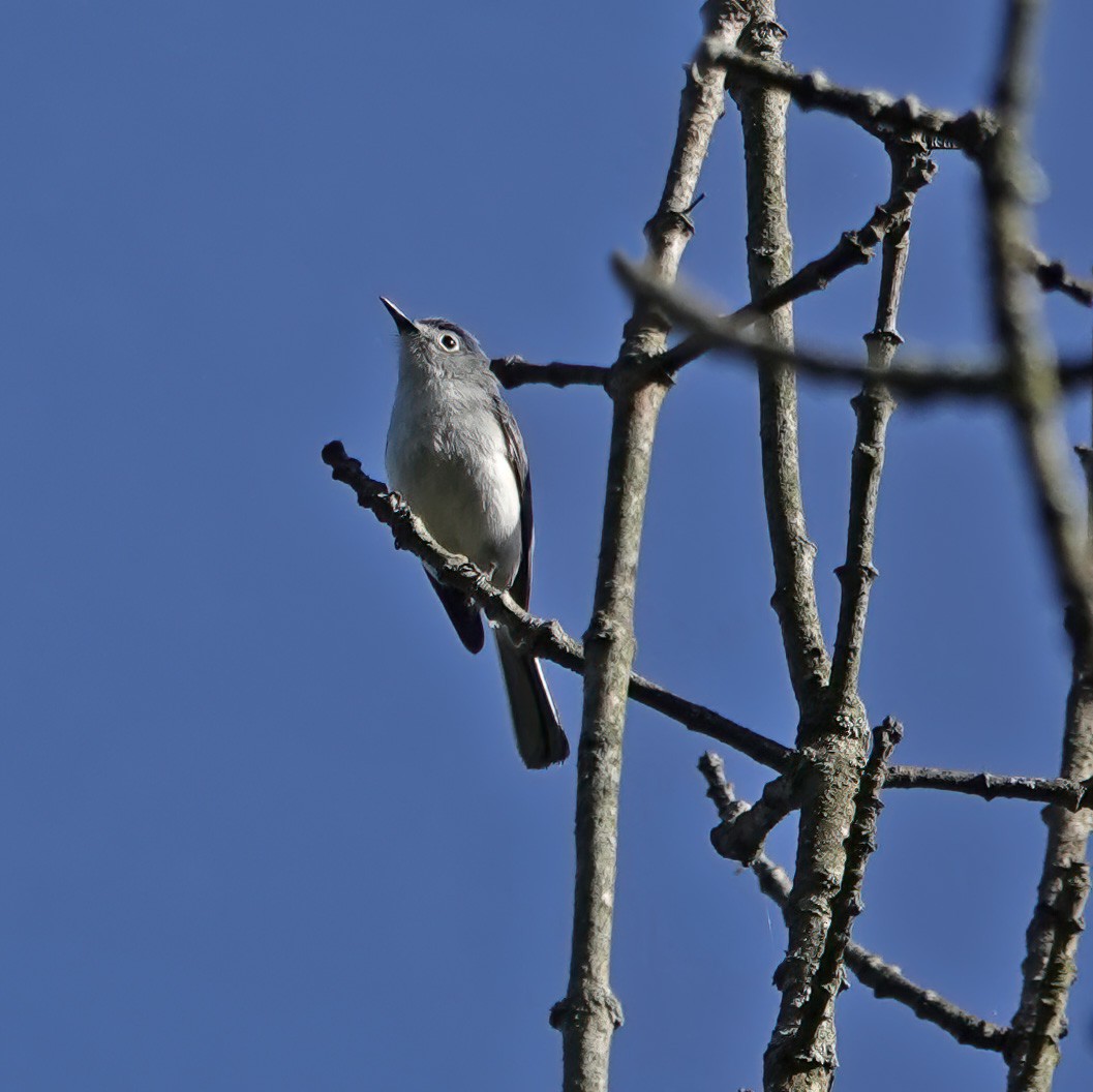 Blue-gray Gnatcatcher - Troy Gorodess