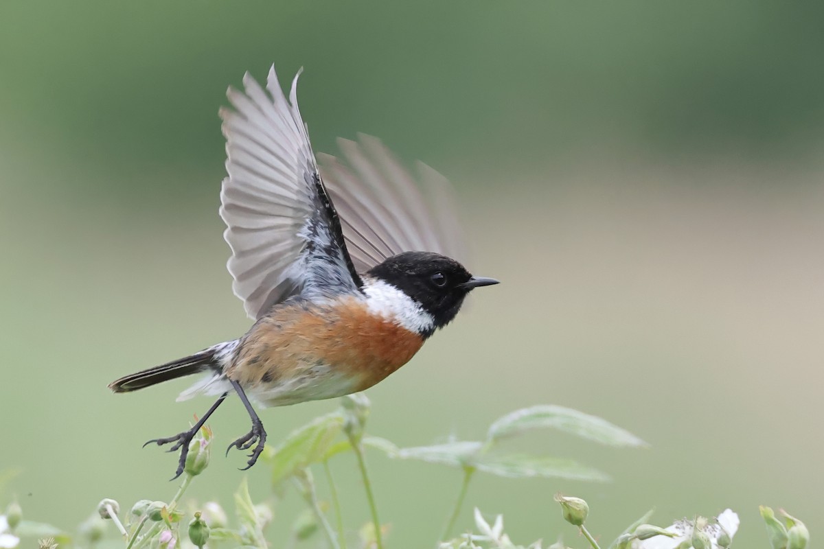 European Stonechat - Dave Curtis