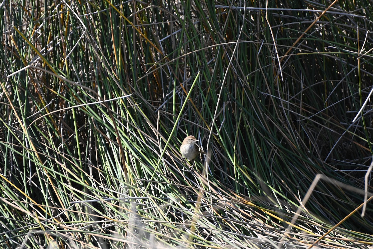 Little Grassbird - Hitomi Ward