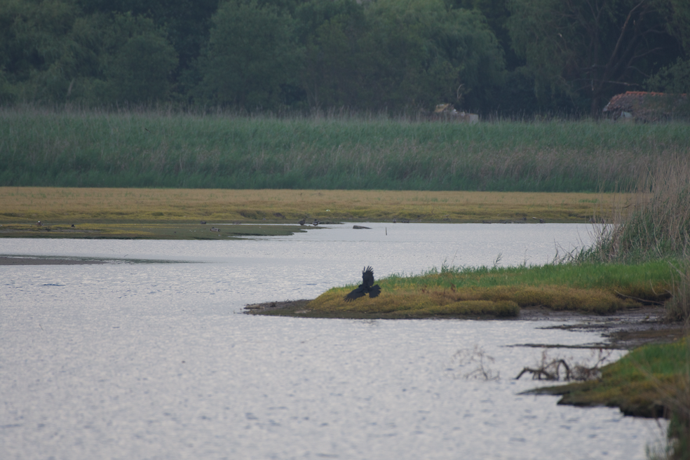 Carrion Crow - Clay Wade II