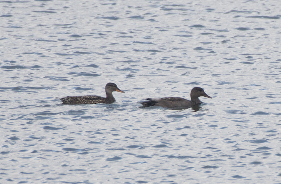 Gadwall - ML619611926