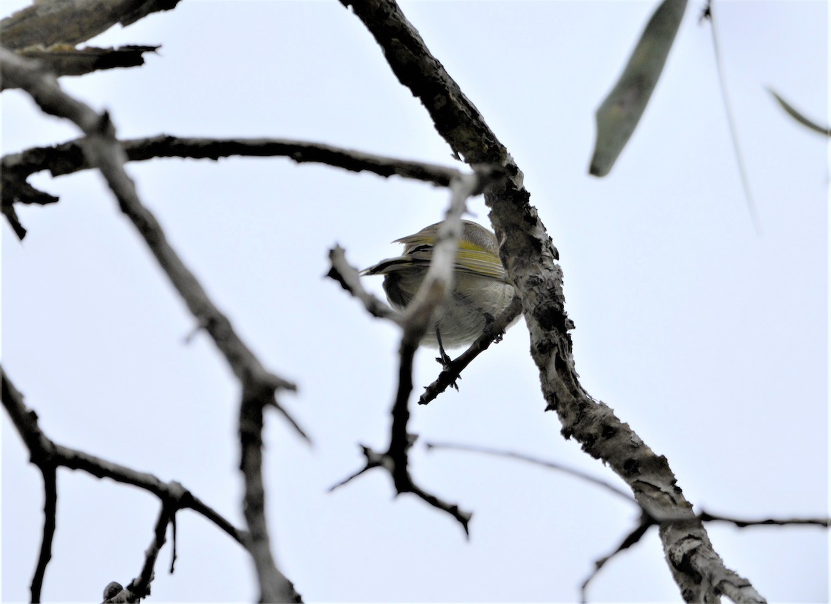 Brown Honeyeater - Monica Mesch