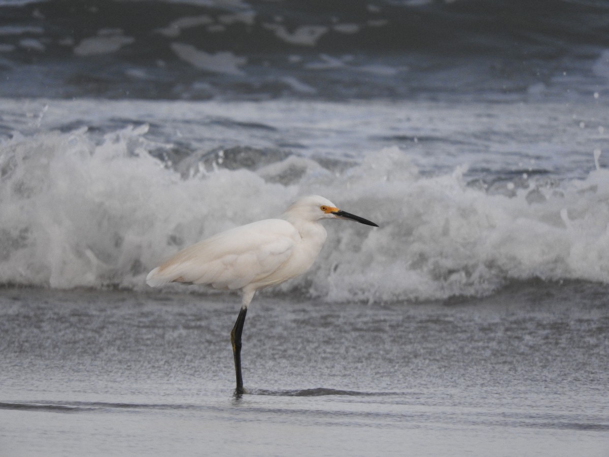 Snowy Egret - Roberto Rebeque Junior