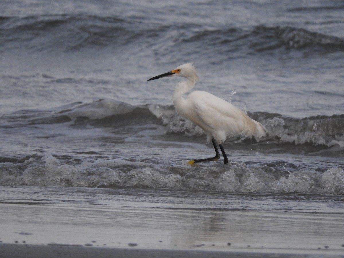 Snowy Egret - Roberto Rebeque Junior