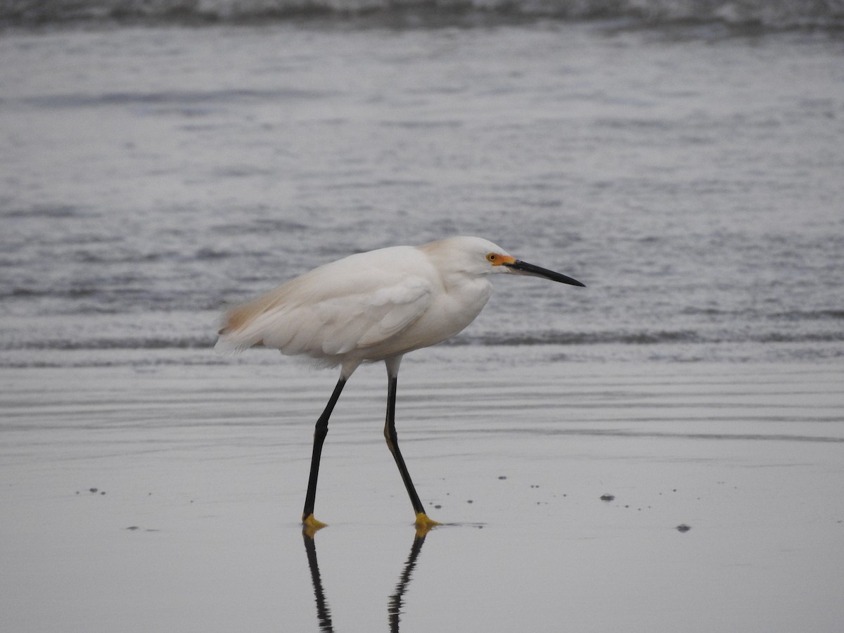 Snowy Egret - Roberto Rebeque Junior