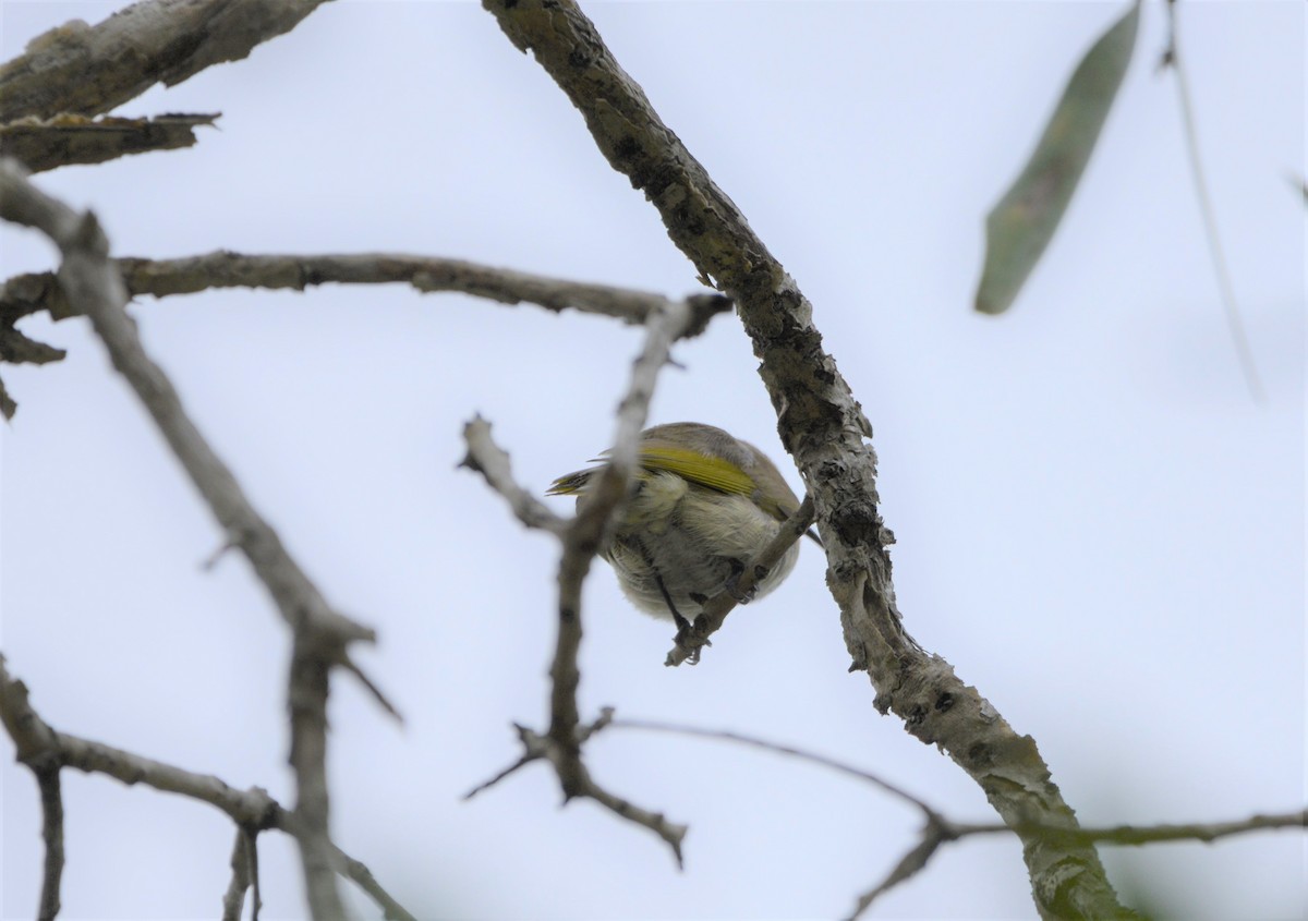 Brown Honeyeater - Monica Mesch